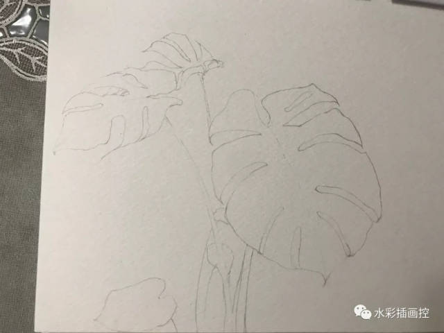 水彩教程 | 网红植物龟背竹,夏天里的一抹小清新