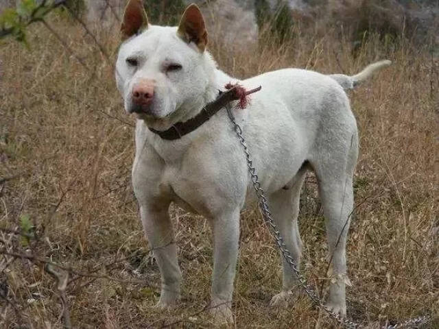 下司犬有嗅觉灵敏,耐力及爆发力强,奔跑速度快,捕猎能力强等特点.