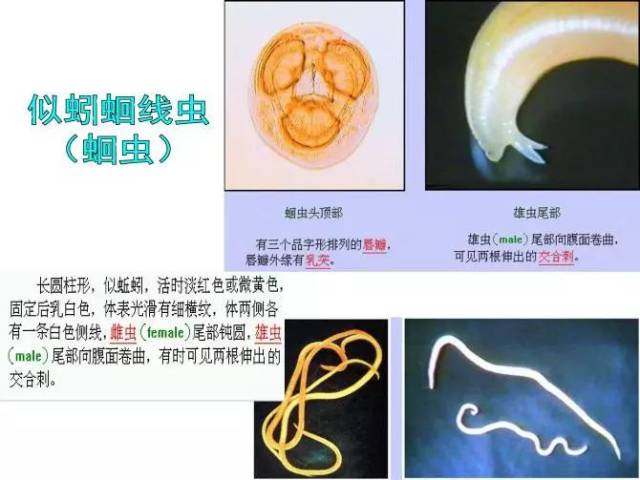 【宠物医师课堂】寄生虫图谱及识别要点