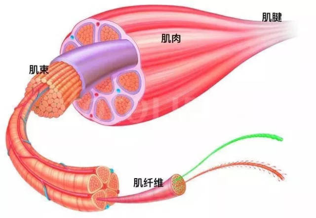紧缩性人口_紧缩性财政政策(3)