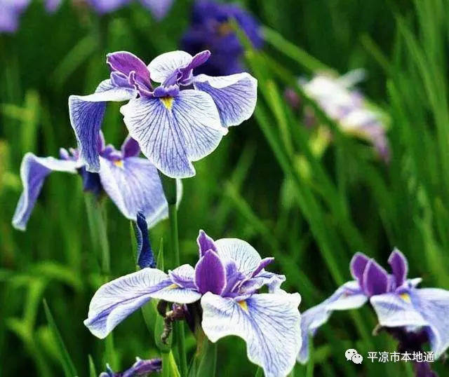 甘肃十四市州市花, 看看平凉的市花是什么?