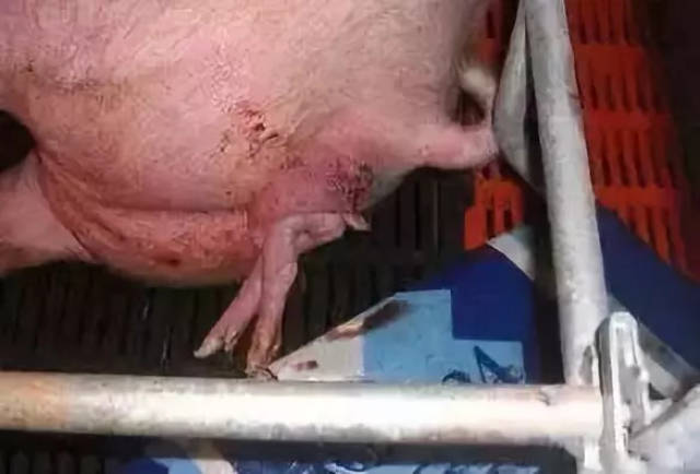 母猪难产?小猪掏不出来?养猪高手教你轻松搞