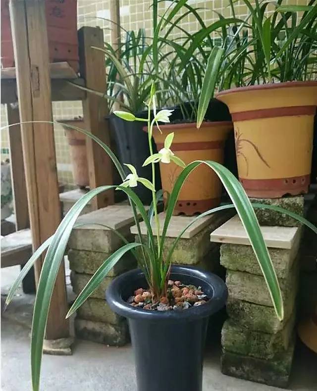 带花苞建兰素心银边大贡兰花苗兰草花卉盆栽盆景绿植包邮