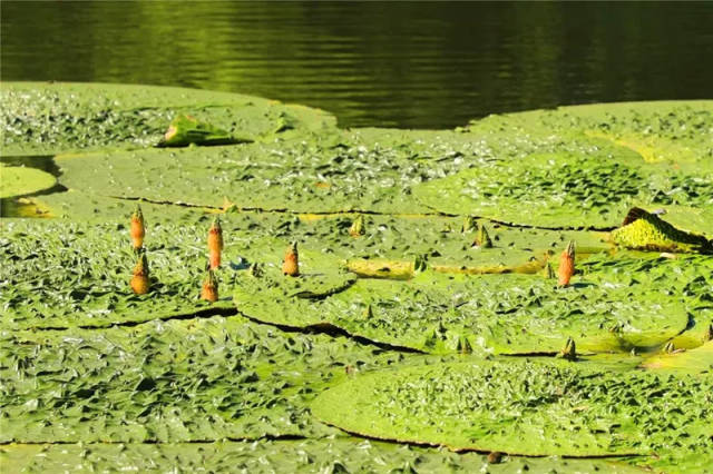 在北京植物园的南湖内 此时大片大片的芡实就成为了 公园里一道别致的