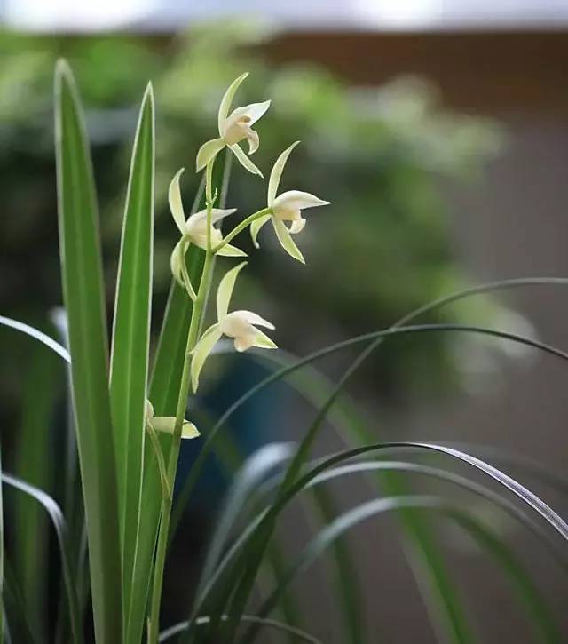 带花苞建兰素心银边大贡兰花苗兰草花卉盆栽盆景绿植包邮