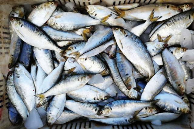 黄渤海开渔前探访海鲜市场 2斤重鲜银鲳超一斤重鲜带鱼140元一斤