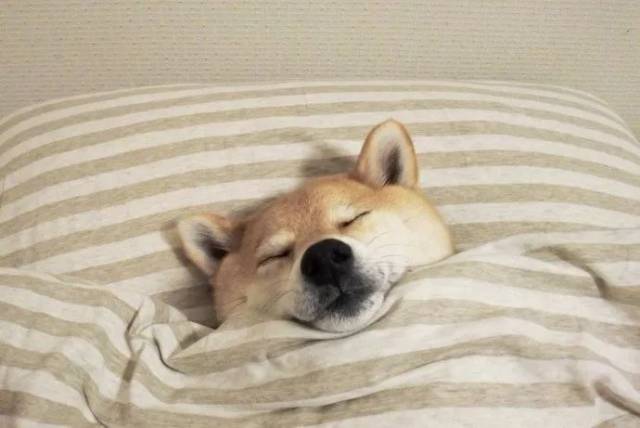 睡觉吧,狗命最重要!