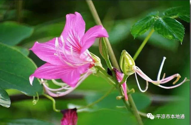 甘肃十四市州市花, 看看平凉的市花是什么?