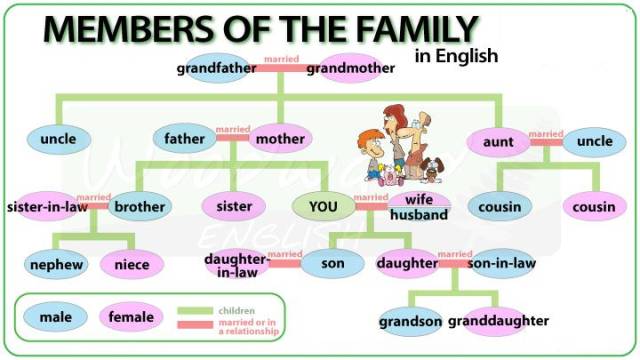 怎么用英语介绍家人