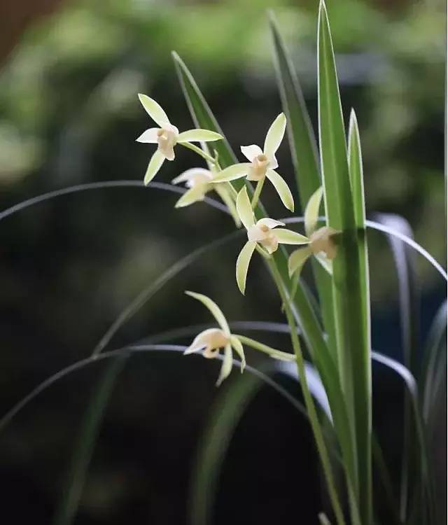 带花苞建兰素心银边大贡兰花苗兰草花卉盆栽盆景绿植包邮