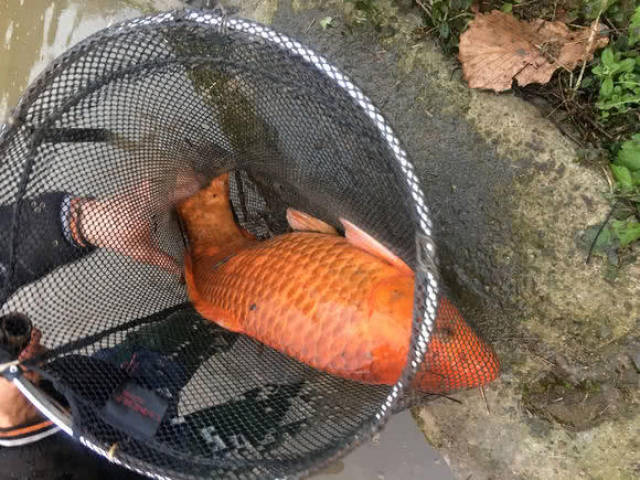 野钓一条漂亮的红鲤鱼,有些钓友说不能吃,这叫我怎么办