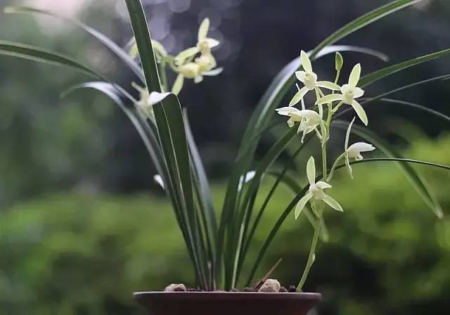 带花苞建兰素心银边大贡兰花苗兰草花卉盆栽盆景绿植包邮