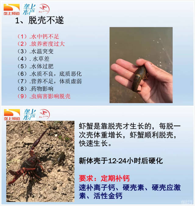 刘小华老师为大家分享了《小龙虾的主要病害及防控策略.