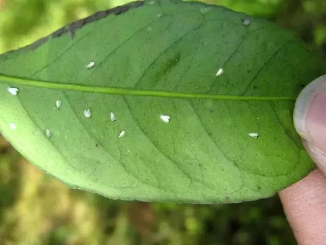 白粉虱都成灾了!为啥就是打不死虫?咋办