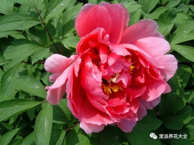 【每日一花】飞燕红装牡丹:花红色,端部粉色!