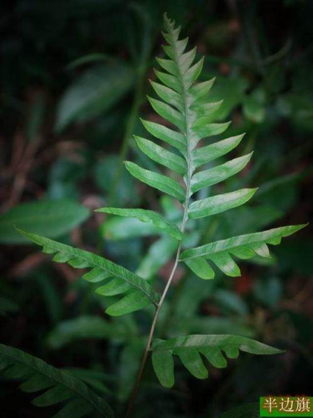 植物"半边旗"有什么功效和作用?