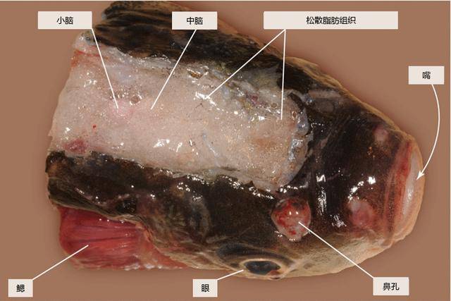 这个松散的脂肪结构就是剁椒鱼头中最好吃的部分!