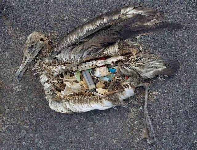 03 被污染的生物由于环境的污染,导致很多动物在被折磨中慢慢死去.