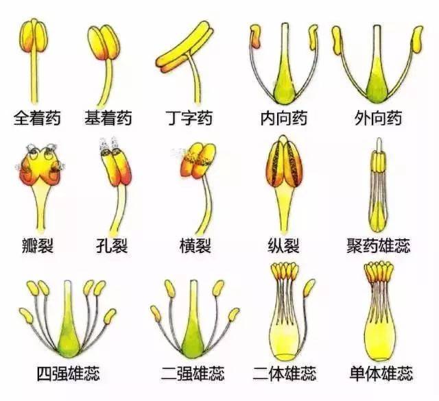 花 雄蕊花药