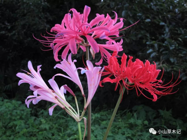 植物学家在春晓发现大片彼岸花,长这样.