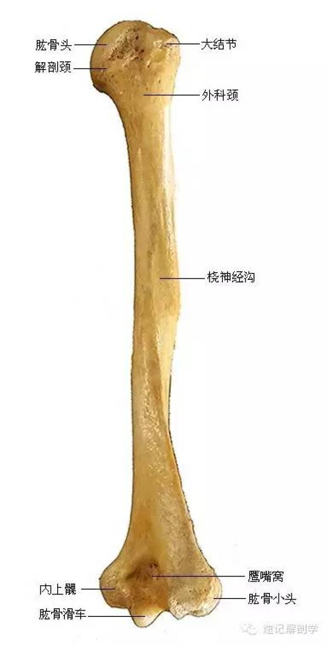 ②二颈:肱骨头外下缩细称解剖颈,肱骨上端与干交汇处为外科颈,因此处