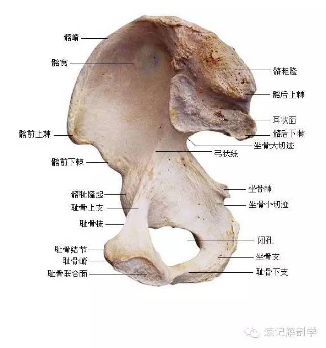 三个一:一面—耳状面;一孔—闭孔;一个嵴—髂嵴;三个二:二窝—髂窝