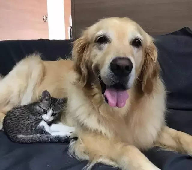 年纪轻轻就猫狗双全,不就是人生赢家?