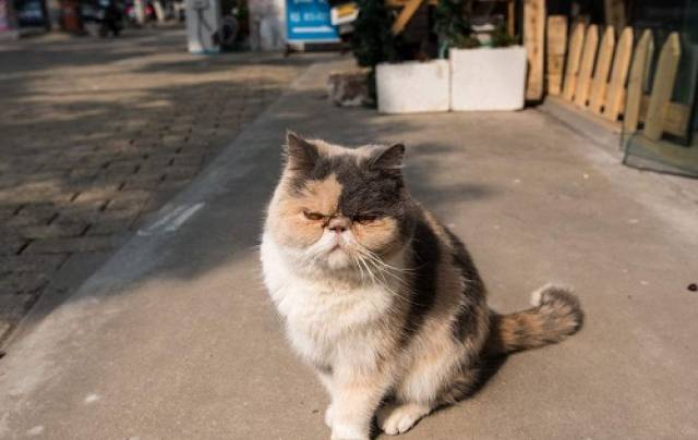 推荐什么猫砂,推荐使用哪种猫砂