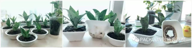 【黑科技】甘蔗渣变废为宝成餐盒，看看纯绿怎