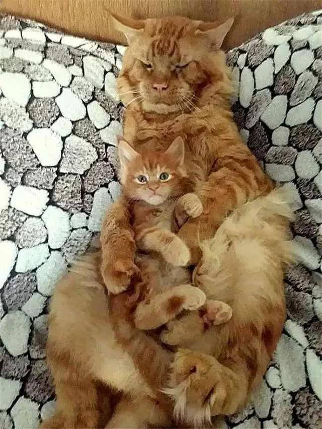 霸气橘猫老树开花,铲屎官看着小橘猫没敢摸,橘猫:这是