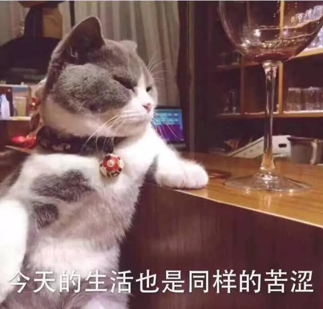 今天的生活也是同样的苦涩,喝闷酒的猫星人 猫星人发呆!