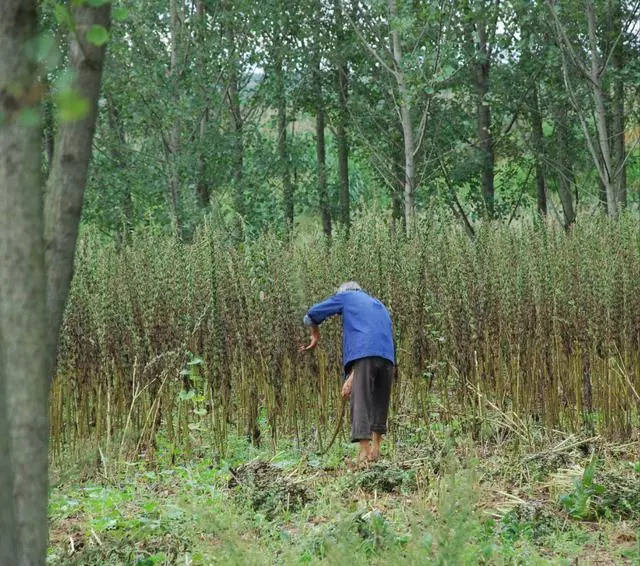 农村割芝麻的场景,看到麻杆盐儿想家了.