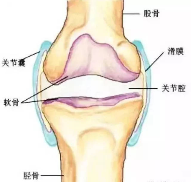 一个完整的膝关节,不仅仅包括骨,还包括骨表面的软骨,滑膜,关节囊