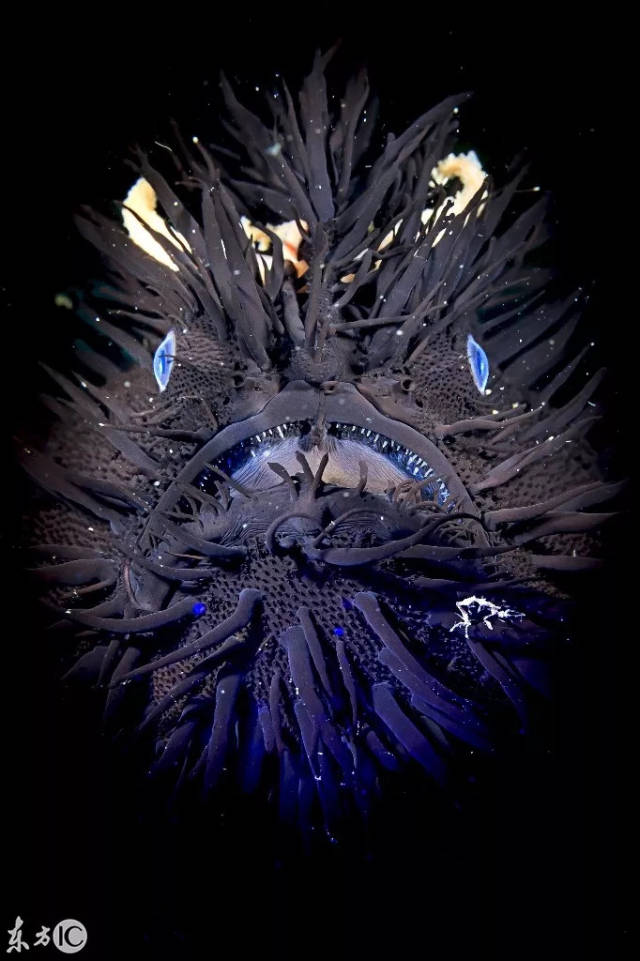 【摄影】惊艳的海洋生物照片,颠覆你的认知