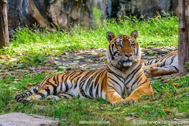 泰国六大动物园,你去过几个呢?