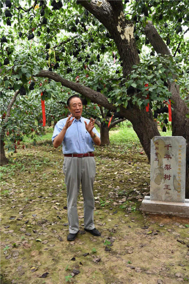 首届千年梨都梨文化节暨全国梨王争霸赛十一黄金周将举办 郝小学