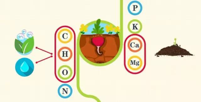 植物生长需要肥料 农作物所需营养元素 氮肥 氮 常见氮肥 磷肥