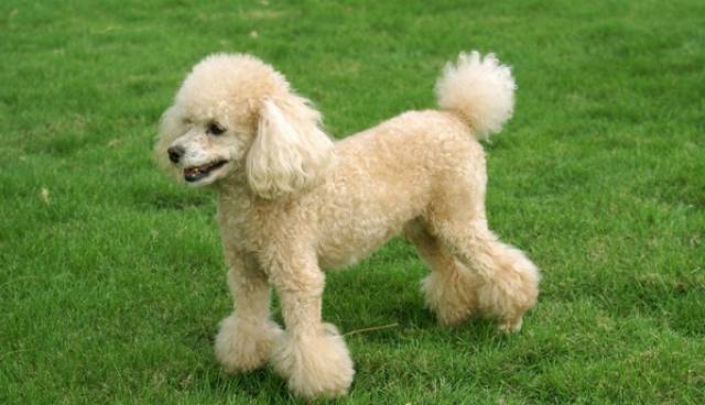 如何学会为自家贵宾犬修剪指甲