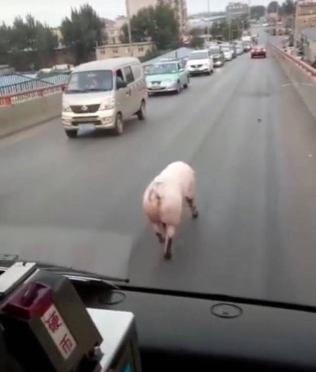 大连一只猪火了!"二师兄"车流中走模特步 视频刷爆