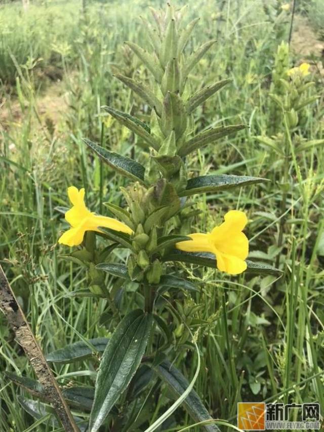 刘一平屏边开辟生态科技种植基地,野蚕豆根绽放"金花"