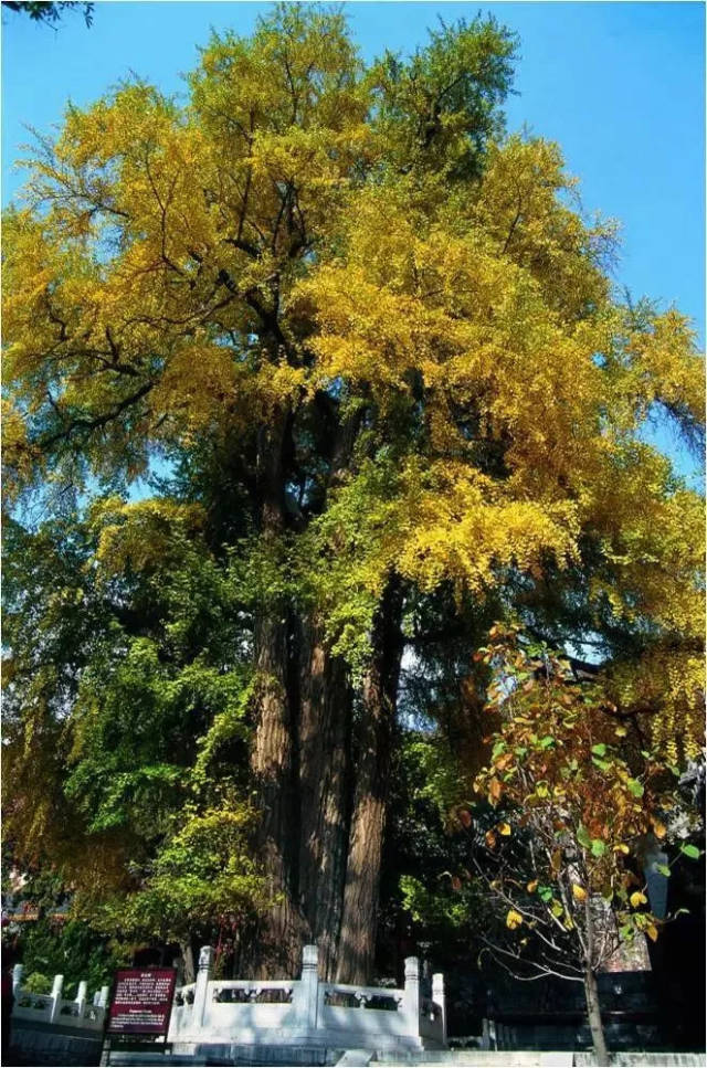 门头沟区潭柘寺帝王树