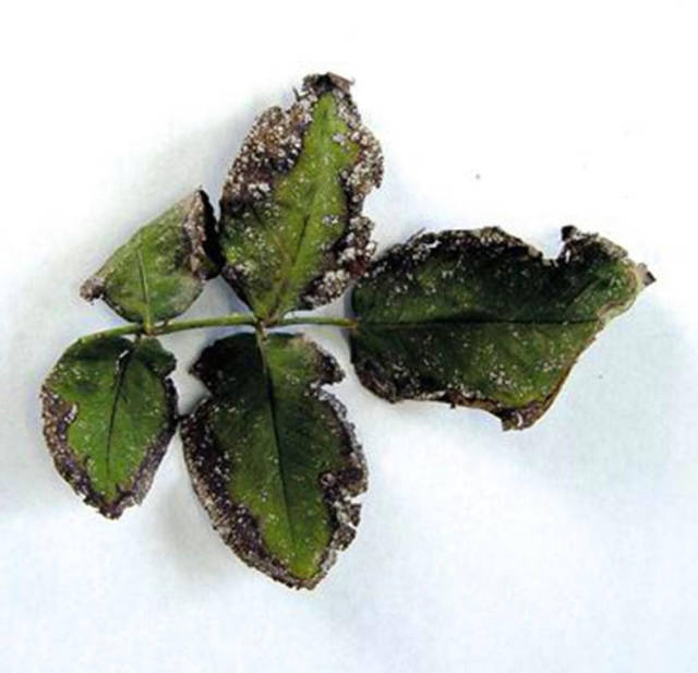 嘧菌酯 异菌脲(3)病毒病 玫瑰,月季病毒病,主要表现为沿叶脉褪绿