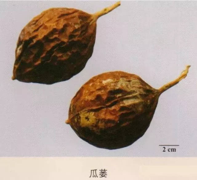 瓜蒌:葫芦科植物栝楼的干燥成熟果实