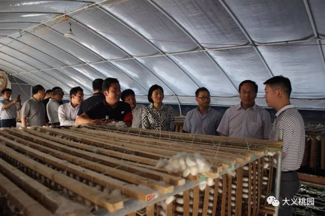 省时省力还高产的养蚕大棚为今秋蚕茧丰收打好基础!