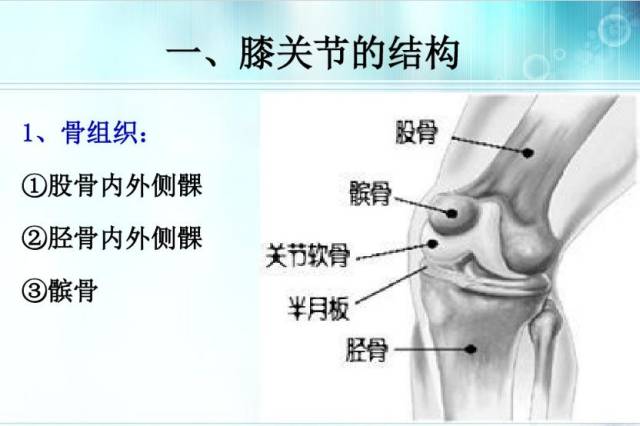 膝关节置换-生理解剖