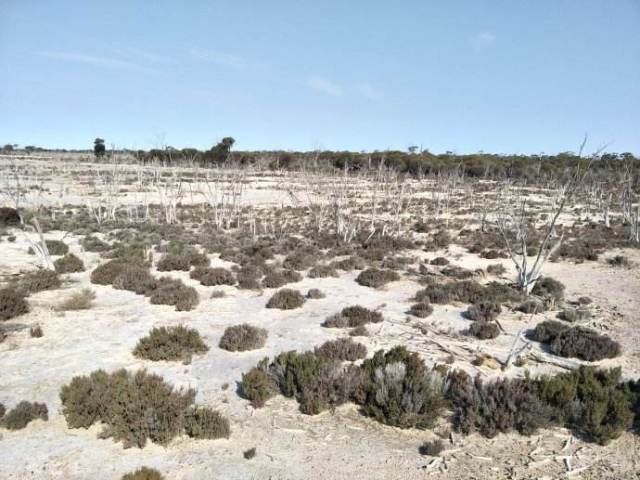 东北干旱盐碱地适合种什么树,北方荒漠盐碱地适合种什么树