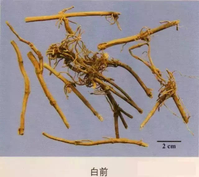 萝藦科:徐长卿,白前,白薇