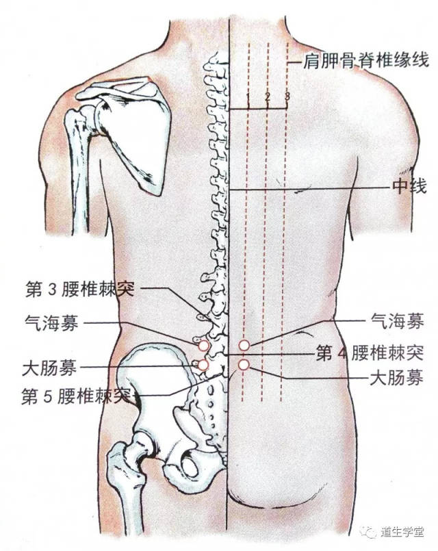 【与经穴关系】位于膀胱经"大肠俞"穴内侧5分.