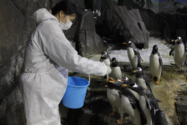 喂企鹅吃鱼到底有多刺激?浩海立方西南首家喂食活动公开招募铲屎官