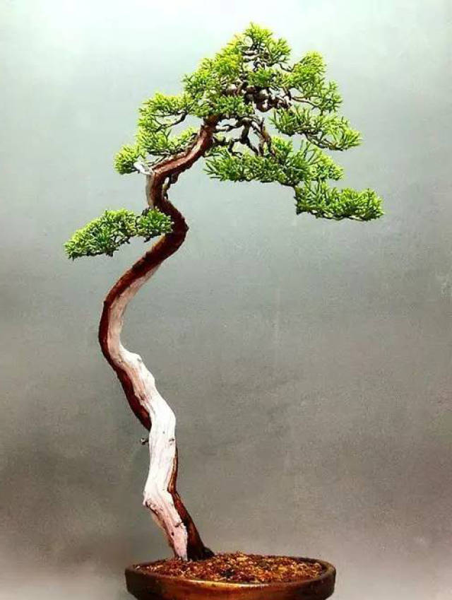 旷达空灵,气韵奇妙的文人盆景,体现中国文人雅士的风采